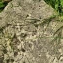 Fragment macewy na dąbrowskim cmentarzu żydowskim